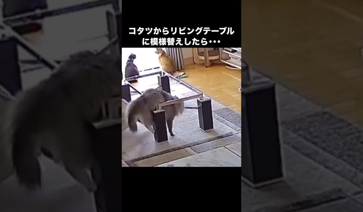 ウチの猫は天板があって当然なのだと学習しているらしい。模様替えの様子を見守りカメラで撮影中の出来事。 #猫 #ラガマフィン #スコティッシュフォールド #見守りカメラ