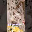 ママに抱っこに来たのに、パパを探す甘えん坊猫🥹💕