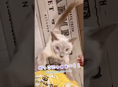 ママに抱っこに来たのに、パパを探す甘えん坊猫🥹💕
