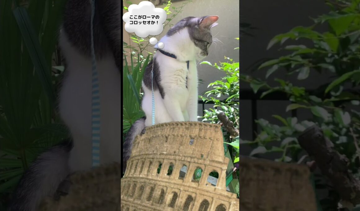 ここがローマのコロッセオか