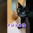 この猫たちの執着心がヤバい #猫嫁 #おもしろ