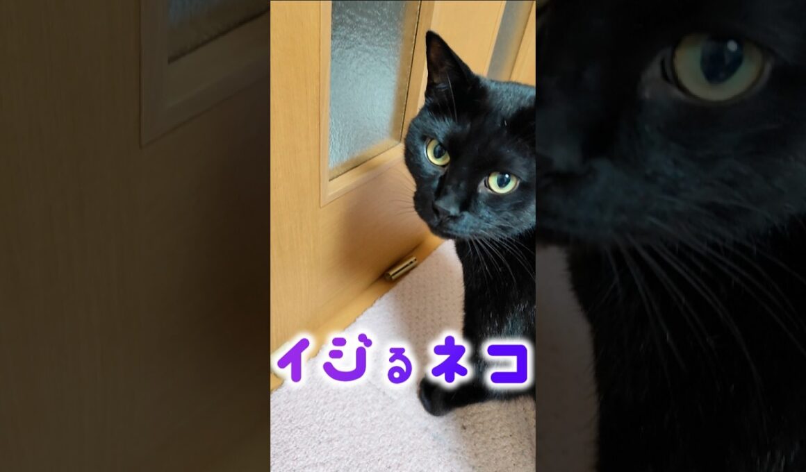 この猫たちの執着心がヤバい #猫嫁 #おもしろ