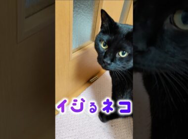 この猫たちの執着心がヤバい #猫嫁 #おもしろ
