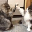 【兄弟💕】仲良くハイタッチ会をするノルウェージャンフォレストキャットの仲良し兄弟！！！