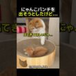 猫パンチすら無力化する子猫の可愛さｗ