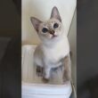 シャム(サイアミーズ) ポイント系