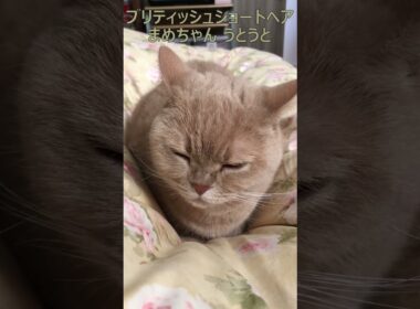 ブリティッシュショートヘア 飼い猫まめちゃん うとうと #Shorts