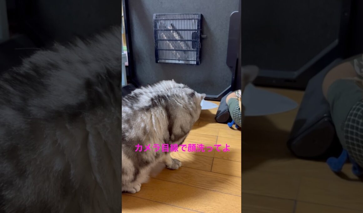 顔洗ってる所を見られたくない猫#アメリカンショートヘア#アメショ#猫