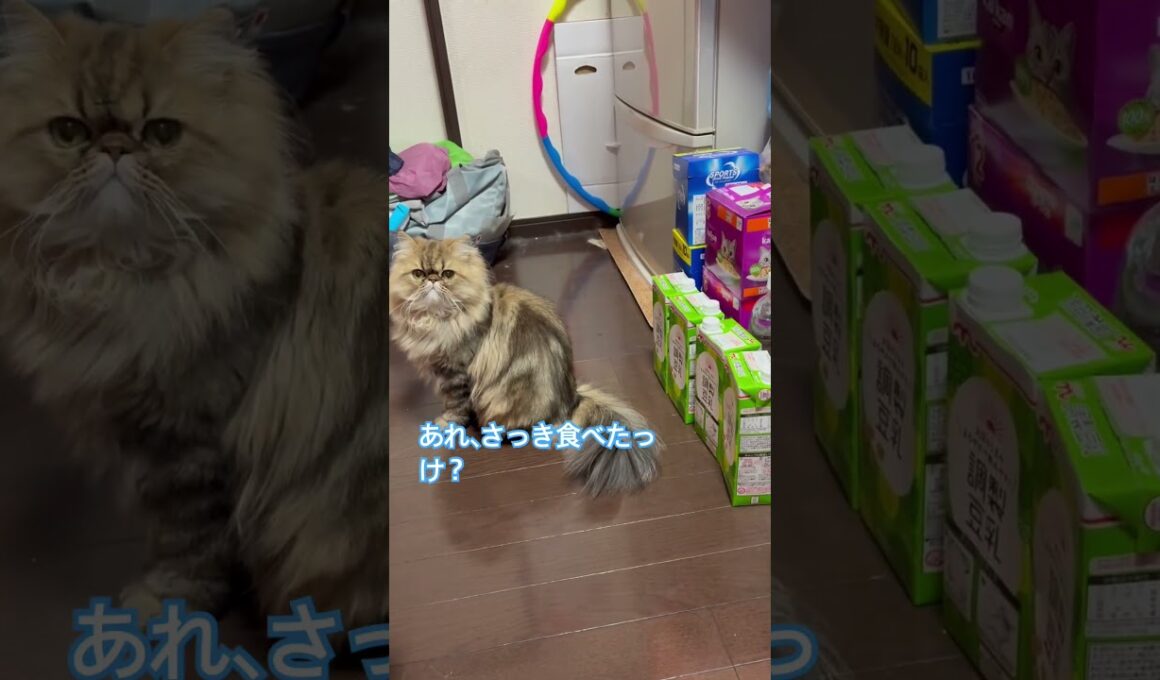 うり坊のおねだり　#cat #ねこ #persian #ペルシャ #うり坊 #ねこのいる生活