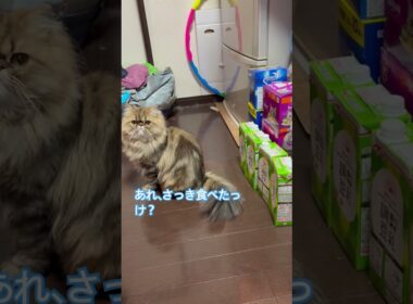 うり坊のおねだり　#cat #ねこ #persian #ペルシャ #うり坊 #ねこのいる生活