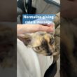 Normalize giving cats a massage #devonrex #catshorts #cat