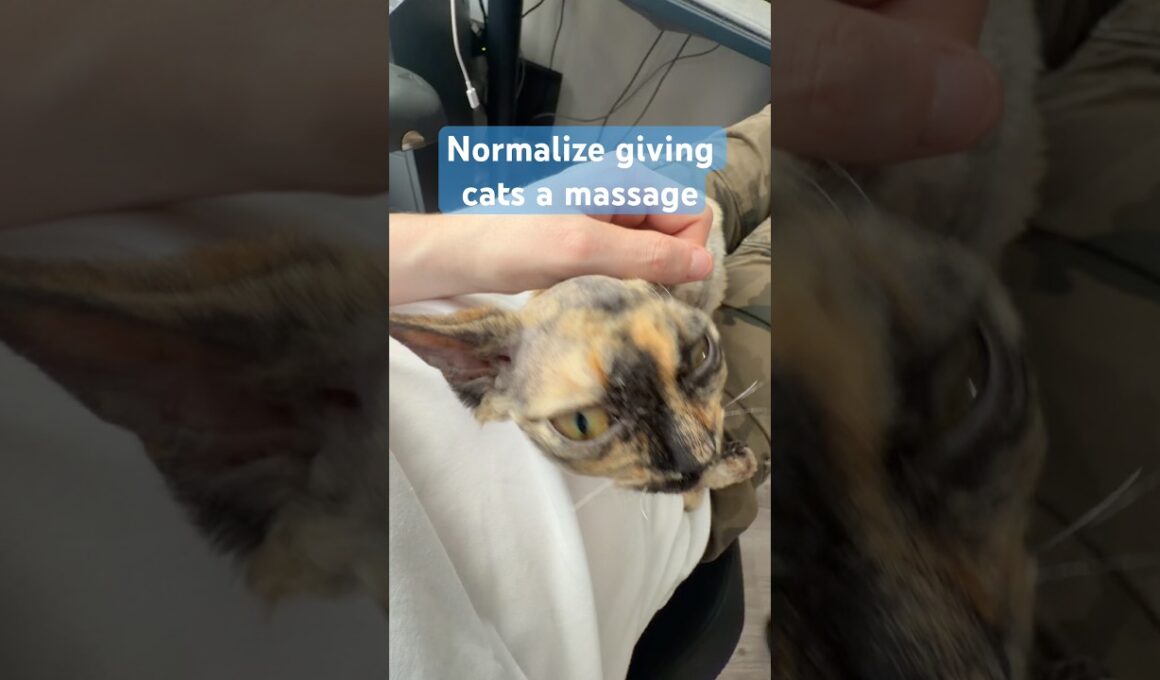 Normalize giving cats a massage #devonrex #catshorts #cat