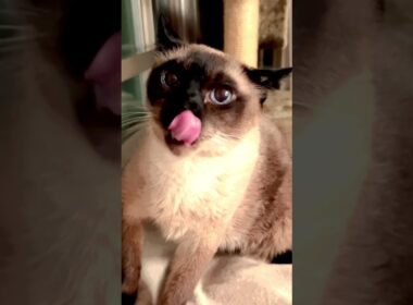 猫穴に入っているシンガプーラをチラチラ見張っているたぬき猫なのにゃ♪ #cat #シンガプーラ #トンキニーズ#たぬき猫#singapura#tonkinese