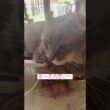 風邪気味 #ねこ動画 #アメリカンカール #ねこのいる暮らし