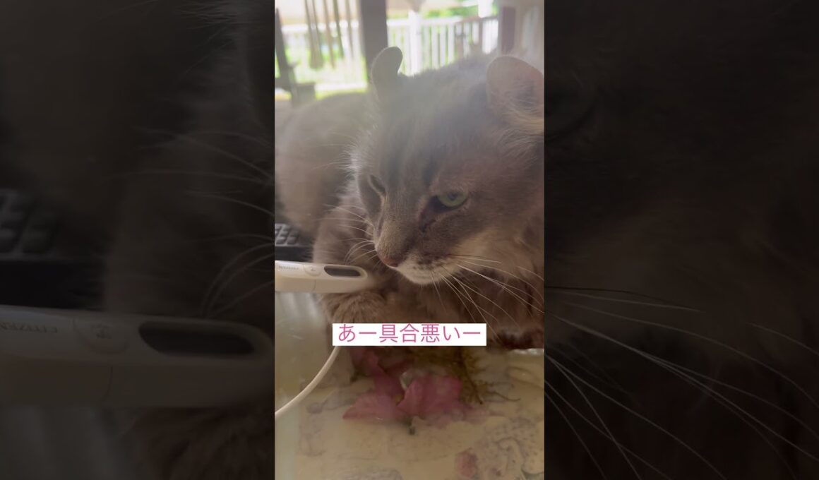 風邪気味 #ねこ動画 #アメリカンカール #ねこのいる暮らし