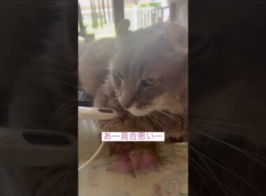 風邪気味 #ねこ動画 #アメリカンカール #ねこのいる暮らし