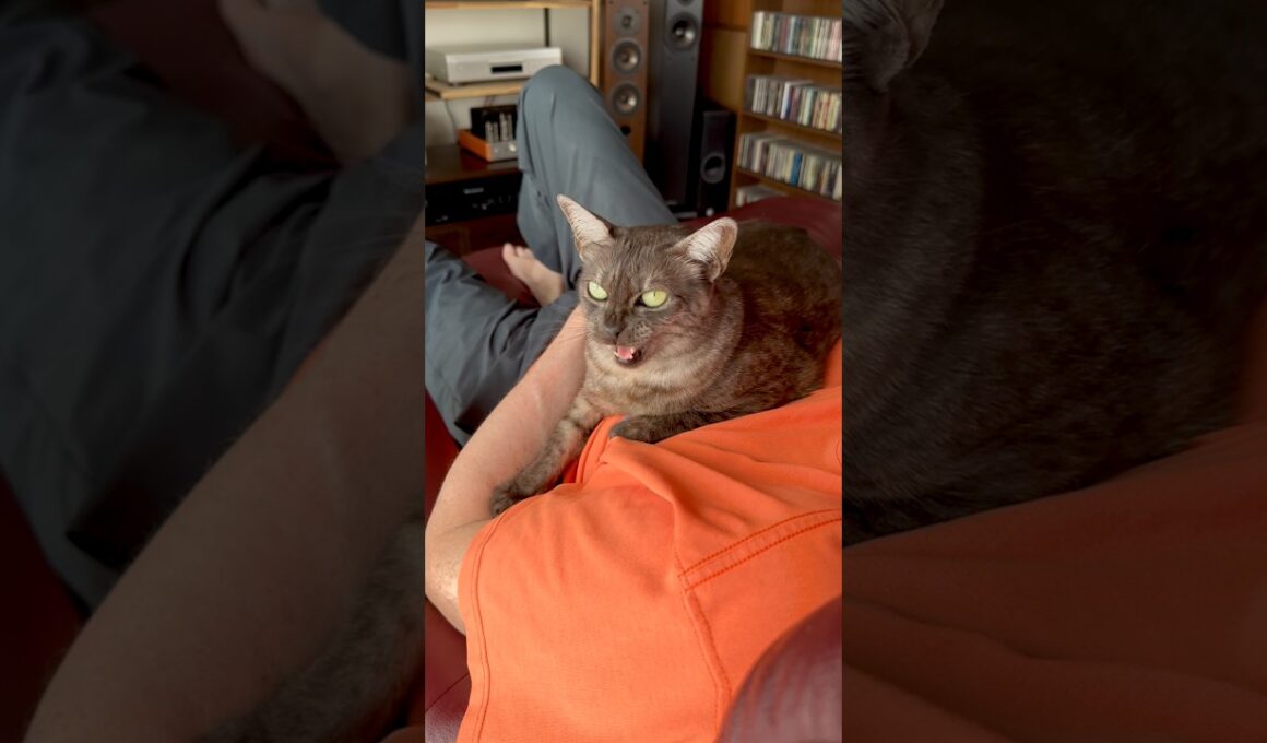【猫と暮らす🫶🏻】最近の猫バカ動画を集めてみました❤️いつもご覧いただきありがとうございます😻#egyptianmaucat #エジプシャンマウ #猫と暮らす #shorts #cat #ねこ