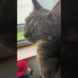 気付いて！笑【アメショのほっけ】#猫