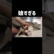 冬、毛布に入りたがるの愛おしい🤦🏻‍♀️ #shorts #子猫 #猫 #ラグドール #甘えん坊猫 #猫のいる暮らし