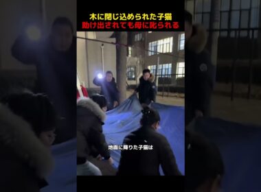 木に閉じ込められた子猫、助け出されても母に叱られる！#shorts   #動物 #ペット