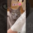 あざとい猫