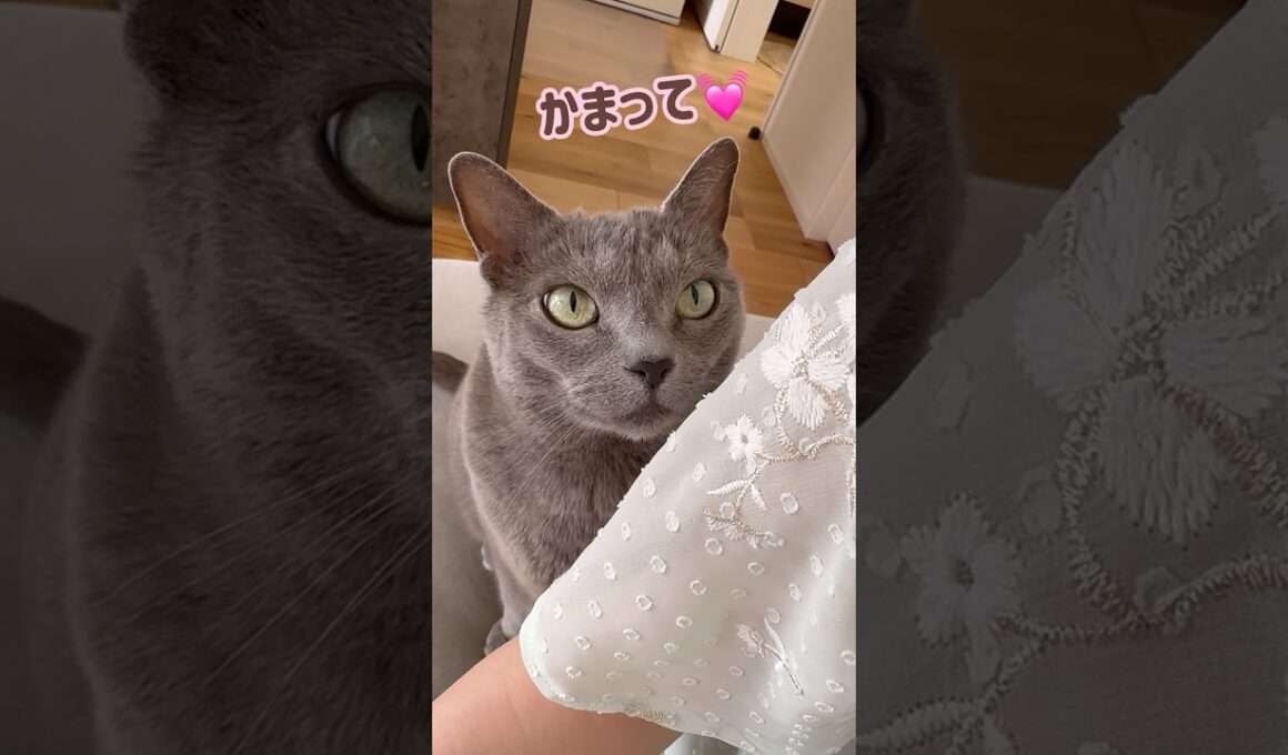 あざとい猫