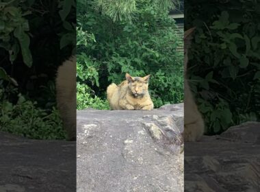 産まれては轢かれ…こんな所がたくさんあります。誰かのせいだけにできないケースもあります。