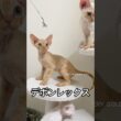 生後2ヶ月半 #デボンレックス #devonrex #ブリーダー #子猫 #cat #goldenrex #猫 #でぼんれっくす #デボン #愛知県 #emeraldspirit #shorts