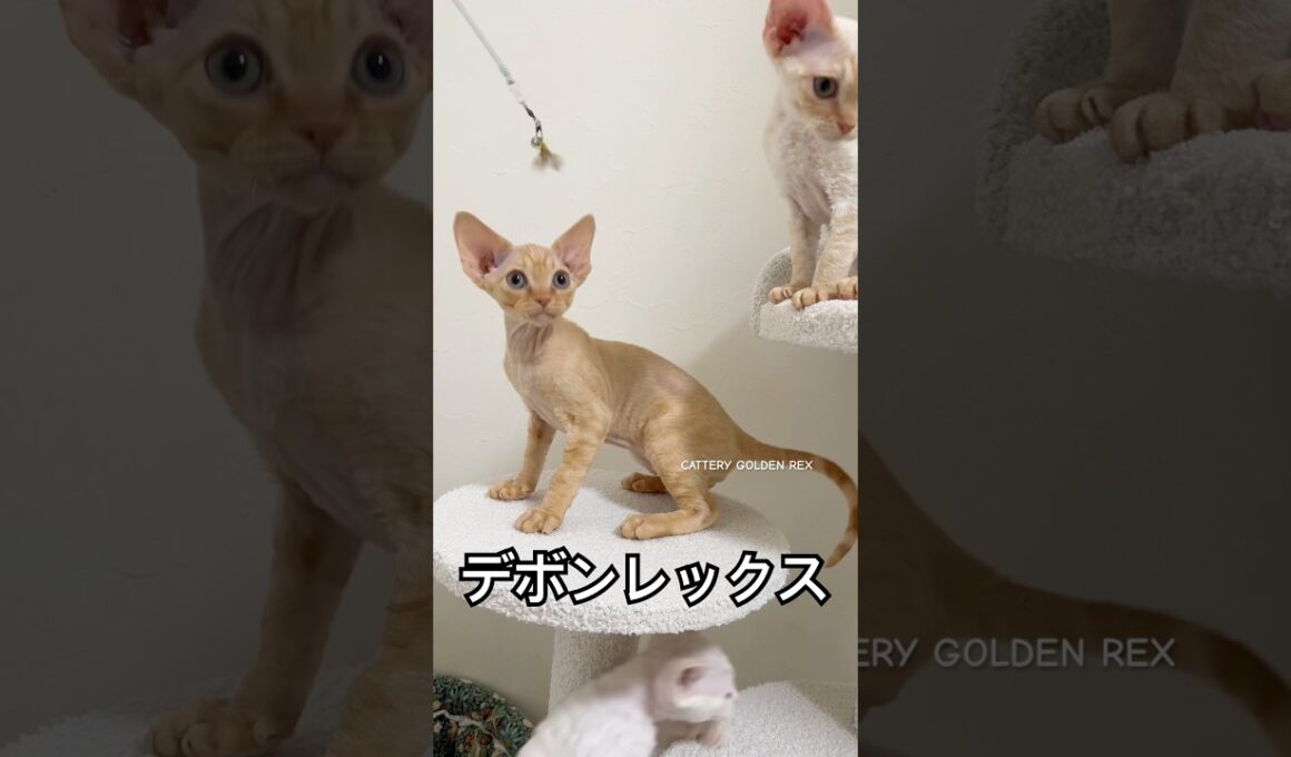 生後2ヶ月半 #デボンレックス #devonrex #ブリーダー #子猫 #cat #goldenrex #猫 #でぼんれっくす #デボン #愛知県 #emeraldspirit #shorts
