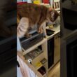 ケンちゃんそこに入っちゃダメ