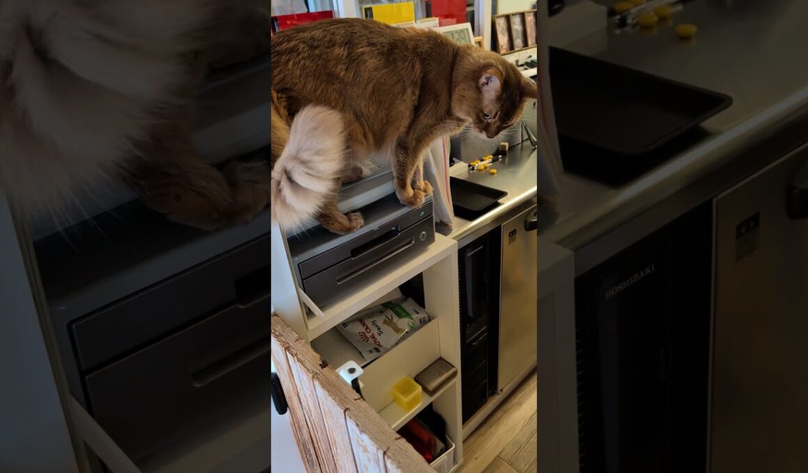 ケンちゃんそこに入っちゃダメ