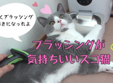 ブラッシングされるスコ猫【立ち耳　スコティッシュフォールド　子猫】