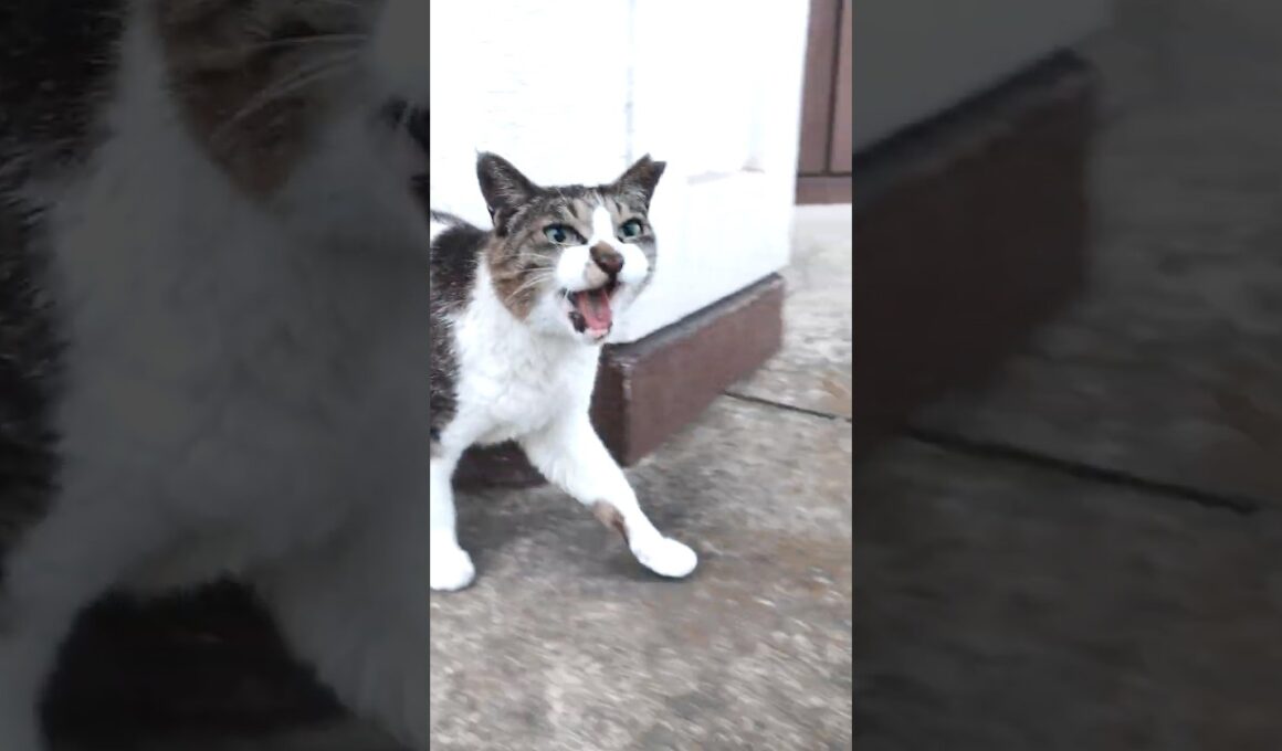 雨の日でもご飯を食べに来てくれた地域猫 #捨て猫