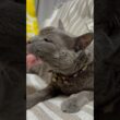 なでなで_20260619 #shorts #cat #猫 #ロシアンブルー