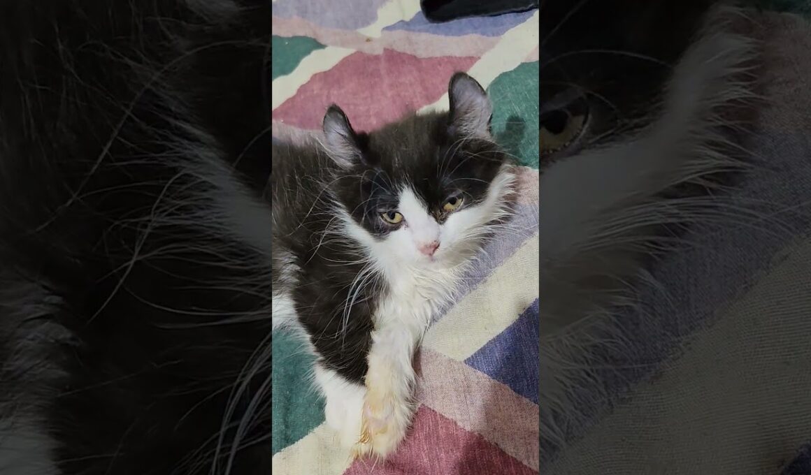 Kinkalow kitten 🐾🐭 #curledearskitten #kinkalowkitten
