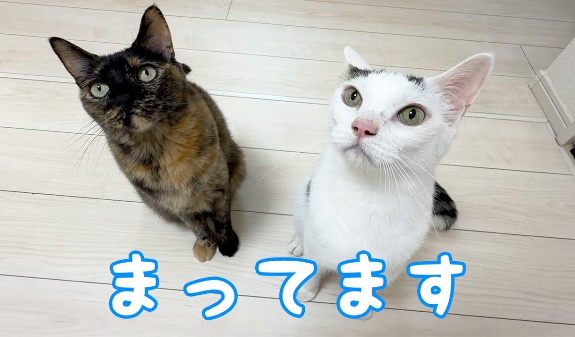 夜食タイムのチロモモが元気すぎますｗ