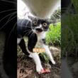 ボス猫の日常。【街の巡回】