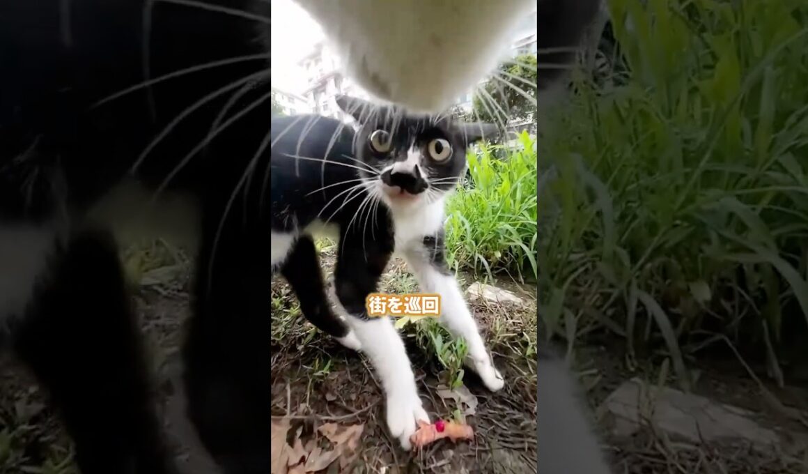 ボス猫の日常。【街の巡回】