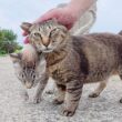 トコトコと歩いて来たシャム猫をモフっていたら仲間達も集まって来た
