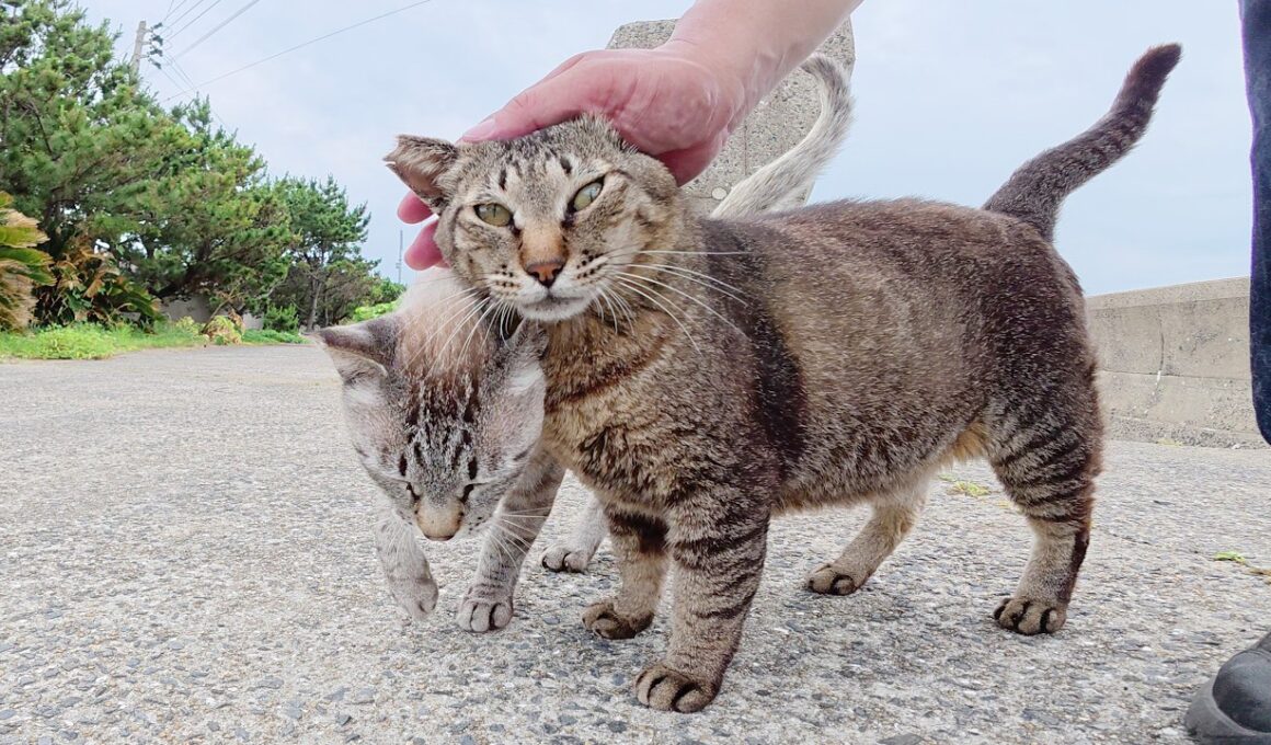 トコトコと歩いて来たシャム猫をモフっていたら仲間達も集まって来た
