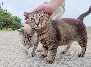トコトコと歩いて来たシャム猫をモフっていたら仲間達も集まって来た