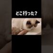 隠すの上手🐑 #shorts #子猫 #猫 #ラグドール #甘えん坊猫 #猫のいる暮らし