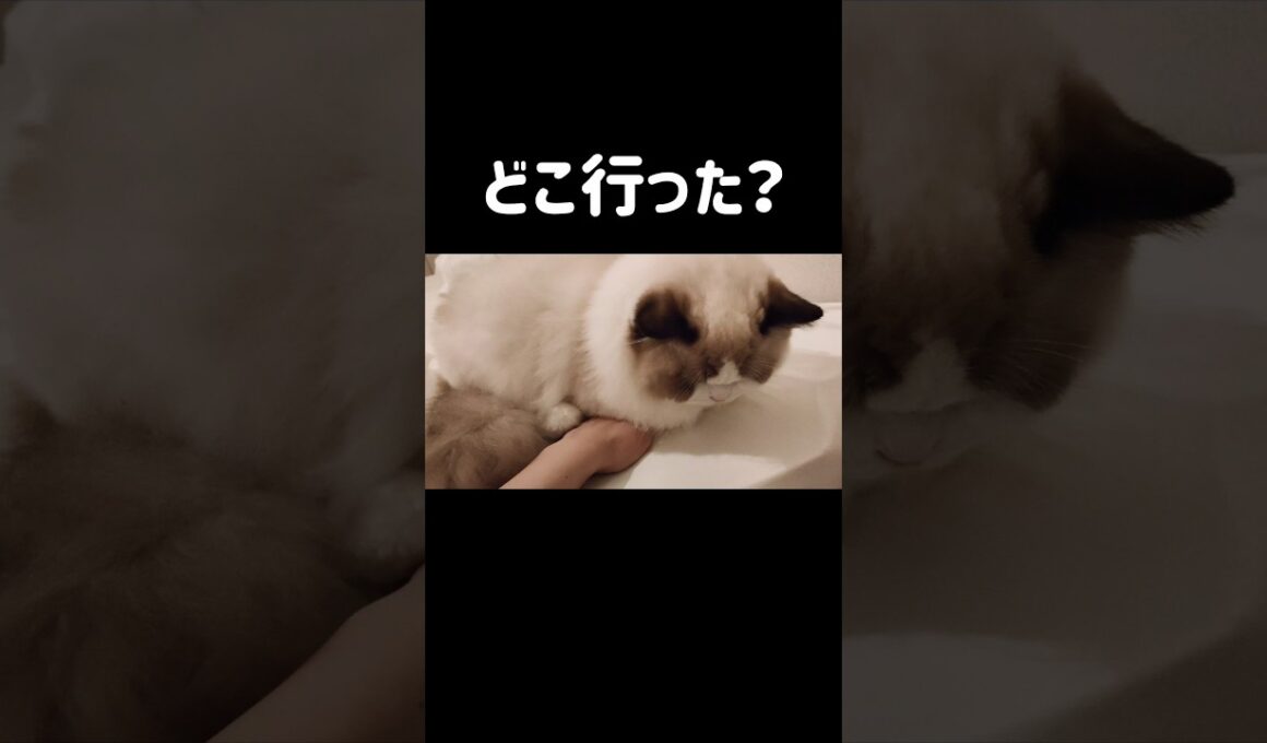 隠すの上手🐑 #shorts #子猫 #猫 #ラグドール #甘えん坊猫 #猫のいる暮らし