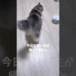 ツンデレ猫 #ノルウェージャンフォレストキャット #大型猫 #北欧猫 #おしゃべり猫 #猫と暮らす