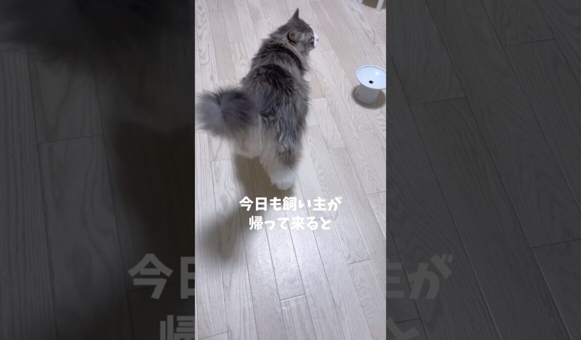 ツンデレ猫 #ノルウェージャンフォレストキャット #大型猫 #北欧猫 #おしゃべり猫 #猫と暮らす