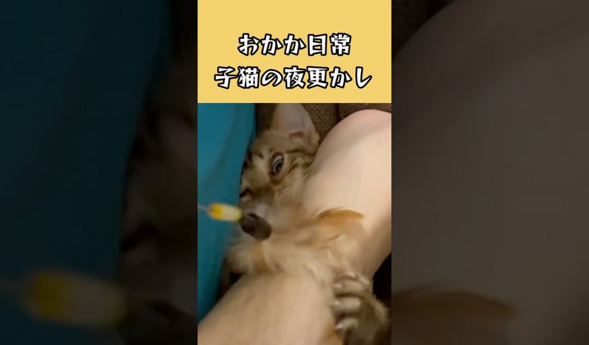 夜更かしをする宇宙一かわいい子猫の1日#cat