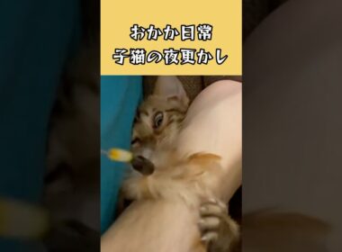夜更かしをする宇宙一かわいい子猫の1日#cat