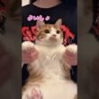 虚無猫マンチカンの顔が可愛いw【リメイク版】  #猫のいる暮らし #猫 #youtubeshorts