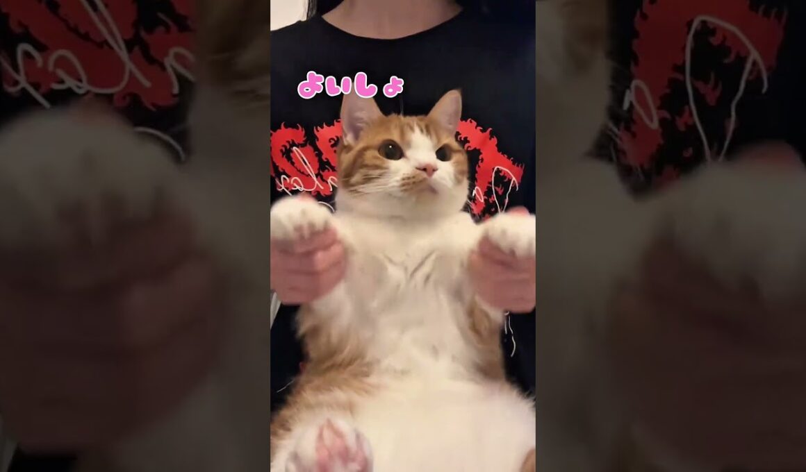 虚無猫マンチカンの顔が可愛いw【リメイク版】  #猫のいる暮らし #猫 #youtubeshorts