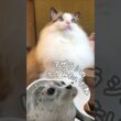 興奮するとアザラシになる猫｜トイガー&ラグドール　#トイガー #ラグドール #catshorts　#猫のいる暮らし #catfunny #大型猫 #猫のおもちゃ